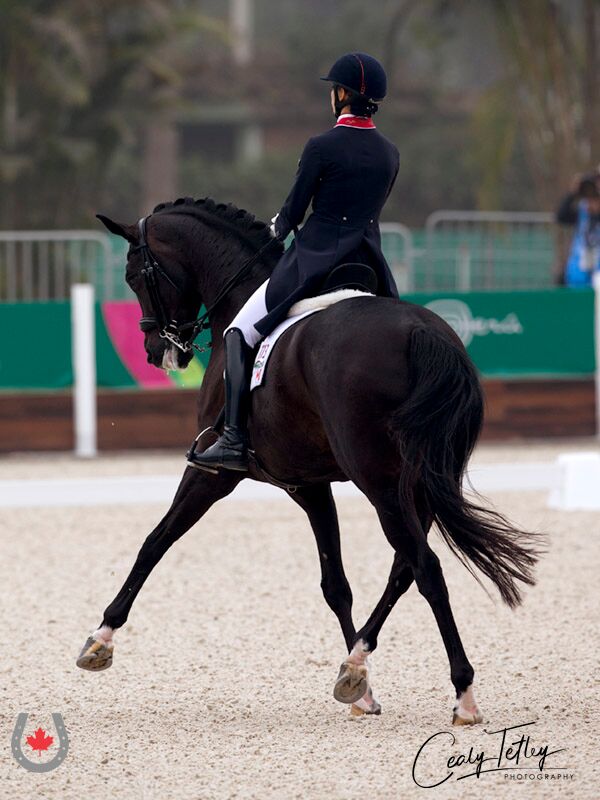 Canadian Dressage Athlete Tina Irwin Returns to Podium for Individual Silver at Lima 2019 Pan Am Games